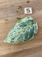 Scindapsus Peasun Variegata Stek #5, Huis en Inrichting, Kamerplanten, Ophalen of Verzenden, Halfschaduw, Minder dan 100 cm