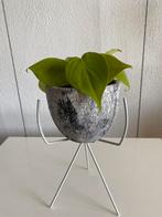 Philodendron Lemon Lime, inclusief pot op standaard., Huis en Inrichting, Kamerplanten, Overige soorten, In pot, Minder dan 100 cm