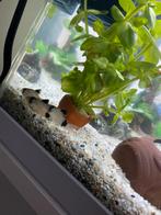 Drie corydoras panda, Dieren en Toebehoren, Vissen | Aquariumvissen, Vis