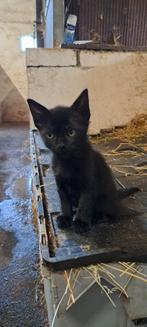 Lieve boerderij kitten, Dieren en Toebehoren, Katten en Kittens | Overige Katten, Poes