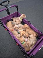 American bully x bordeaux dog pups, Dieren en Toebehoren, Overige rassen, 8 tot 15 weken, Meerdere, Meerdere dieren
