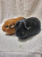 2 cavia zeugjes aangeboden., Dieren en Toebehoren, Juni, Vrouwelijk, Cavia
