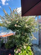 Witte vlinderstruik hoogte 2,5m, Tuin en Terras, Planten | Bomen, Overige soorten, 100 tot 250 cm, Zomer, Ophalen