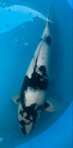 Prachtige Shiro Utsuri, nisai, kweker Omosako, 44 cm, Karper of Koi