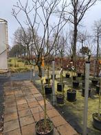 Syringa ‘Dark Purple’ op stam | Donkerpaarse sering, 100 tot 250 cm, Zomer, Ophalen, Volle zon