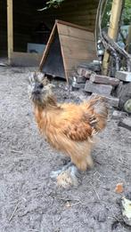 Zijdehoen kuiken 4,5 maand, Dieren en Toebehoren, Pluimvee, Mannelijk, Kip