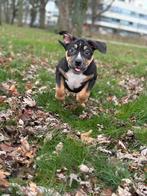 American Bully XL pups, September, Meerdere dieren