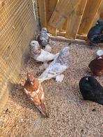 3 koppel hollandse kroppers, Meerdere dieren, Overige soorten