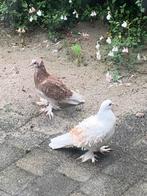 Hongaarse krulduif duiven, Meerdere dieren, Overige soorten