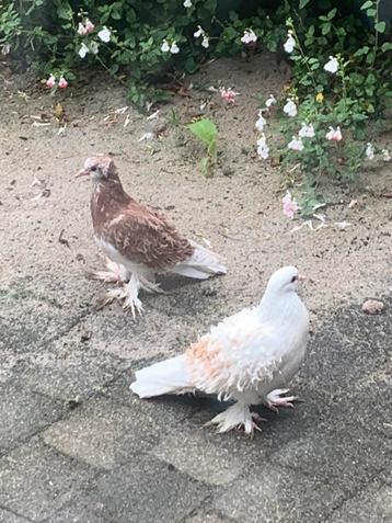 Hongaarse krulduif duiven beschikbaar voor biedingen