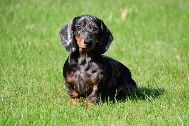 Teckel pups te koop, Dieren en Toebehoren, Honden | Teckels en Dashonden, Meerdere dieren, Korthaar, Dwerg, Fokker | Professioneel