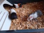 Cavia beertjes, Cavia, Mannelijk, November, Tam