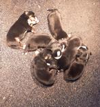 Grote Zwitserse Sennen Hond Pups, CDV (hondenziekte), Overige rassen, 8 tot 15 weken, Meerdere