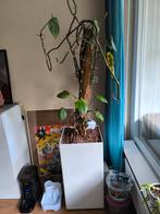 Grote monstera in kantoorpot, Ophalen, Overige soorten, In pot, 150 tot 200 cm