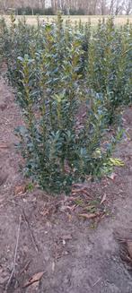 Ilex 'Heckenpracht', Ophalen, Minder dan 100 cm
