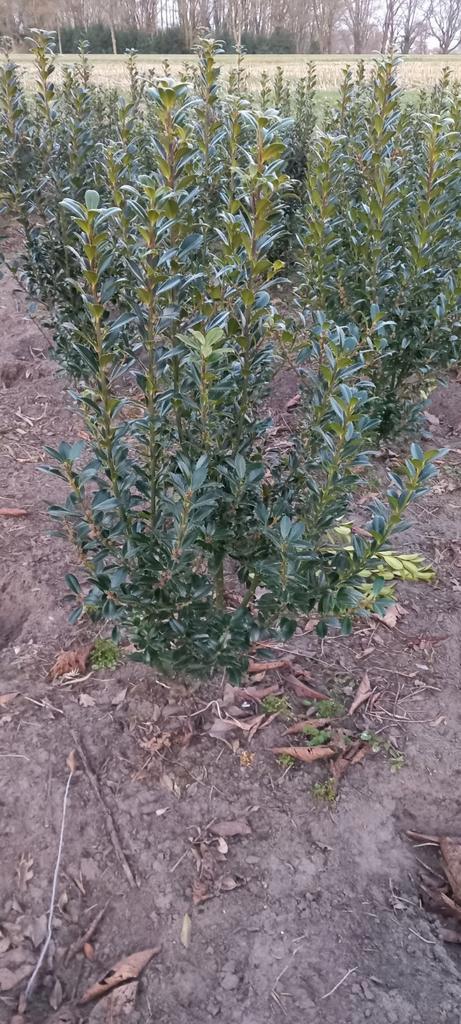 Ilex 'Heckenpracht', Tuin en Terras, Planten | Struiken en Hagen, Minder dan 100 cm, Ophalen
