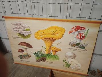 Oude schoolplaat - Paddenstoelen beschikbaar voor biedingen