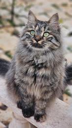 Rozita de circus kat, Dieren en Toebehoren, Katten en Kittens | Raskatten | Langhaar