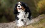 Cavalier King Charles Spaniel teefje zoekt droom thuis, Dieren en Toebehoren, 6 jaar of ouder, Particulier, Rabiës (hondsdolheid)