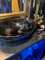 Kittens zwart poesje, Dieren en Toebehoren, Katten en Kittens | Overige Katten, Poes, Kortharig, 0 tot 2 jaar