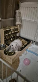 Mini lop konijntje, Dieren en Toebehoren, Konijnen, Vrouwelijk, Dwerg