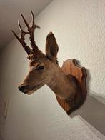 Prachtige reekop 6 ender gewei taxidermie opgezette dier, Ophalen of Verzenden, Gebruikt, Hert, Gewei of Kop