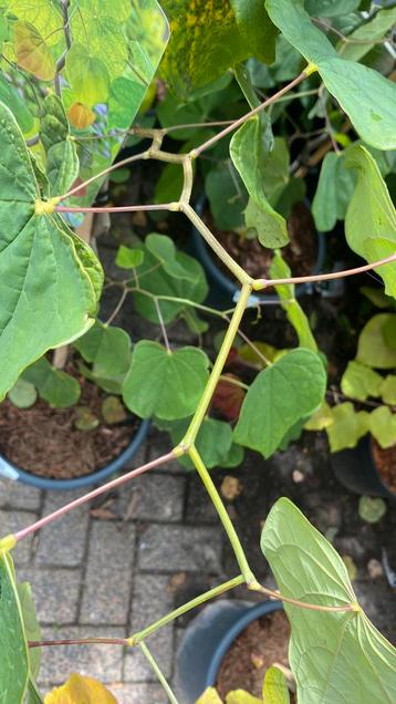 Cercis zig zag #nieuw #uniek beschikbaar voor biedingen