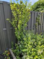 Gratis tuinplanten, Tuin en Terras, Planten | Tuinplanten, Vaste plant, Halfschaduw, Zomer, Ophalen