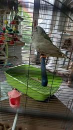 1 koppels  zebravinken, Dieren en Toebehoren, Vogels | Parkieten en Papegaaien, Meerdere dieren, Dwergpapegaai of Agapornis