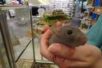 Tamme ratjes., Rat, Augustus, Meerdere dieren, Tam