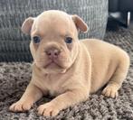 Franse Bulldog pups, Dieren en Toebehoren, België, Fokker | Hobbymatig, Rabiës (hondsdolheid), 8 tot 15 weken