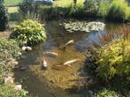 8 koi karpers, Dieren en Toebehoren, Vissen | Vijvervissen, Karper of Koi