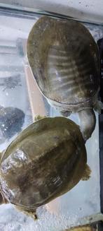 Apelone ferox, weekschildpad. 20 cm schildlengte