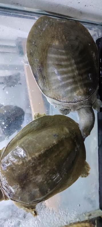 Apelone ferox, weekschildpad. 20 cm schildlengte beschikbaar voor biedingen