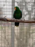 Edelpapegaai man 2024 natuurbroed, Dieren en Toebehoren, Vogels | Parkieten en Papegaaien, Mannelijk, Papegaai, Geringd