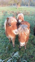 4 hengstjes te koop, Hengst, Minder dan 160 cm, 0 tot 2 jaar