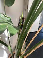 Grote Strelitzia Nicolai Kamerplant, Huis en Inrichting, Kamerplanten, Ophalen, Overige soorten, Halfschaduw, In pot
