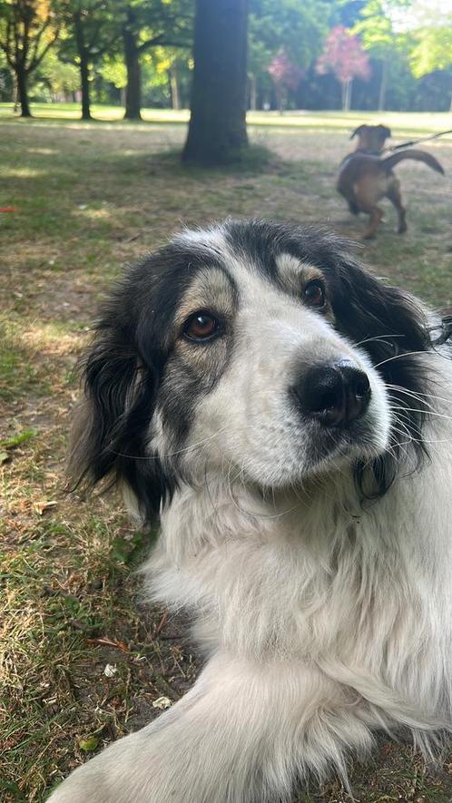 Izzy berghond (Tornjak) zoekt een fijn en rustig thuis, Dieren en Toebehoren, Honden | Niet-rashonden, Middel, Teef, Particulier