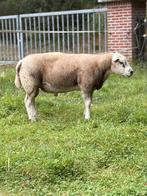 Tk Engelse texelaar ram, Dieren en Toebehoren, Mannelijk, Schaap