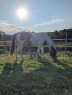 Super knappe ruin, Dieren en Toebehoren, Merrie, Dressuurpaard, 0 tot 2 jaar