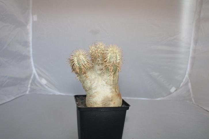 pachypodium eborneum, Huis en Inrichting, Kamerplanten, Vetplant, Minder dan 100 cm, Groene kamerplant, Volle zon, Ophalen of Verzenden