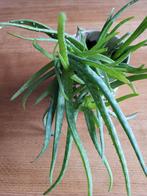 Aloe Vera, Ophalen, Halfschaduw, Minder dan 100 cm