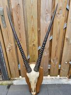 Prachtige schedel met kapitale hoorns van Oryx ( gemsbok ), Ophalen of Verzenden, Gebruikt, Wild dier, Schedel