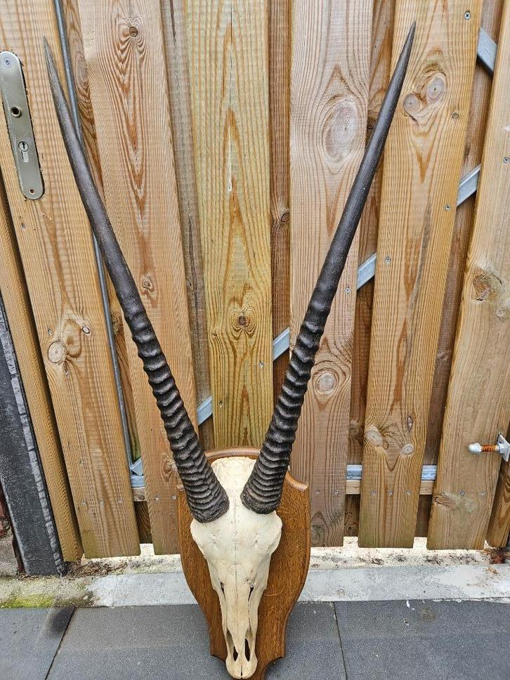Prachtige schedel met kapitale hoorns van Oryx ( gemsbok ), Verzamelen, Dierenverzamelingen, Gebruikt, Schedel, Wild dier, Ophalen of Verzenden