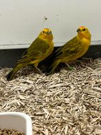 Saffraanvink 3-2, Meerdere dieren, Tropenvogel, Geringd