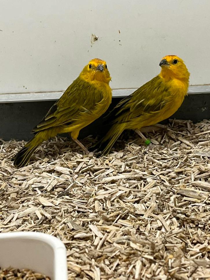 Saffraanvink 3-1 (nog 1 koppel beschikbaar), Dieren en Toebehoren, Vogels | Overige Vogels, Tropenvogel, Meerdere dieren, Geringd