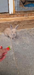 Klein tam lief konijntje, Dieren en Toebehoren, Konijnen, Mannelijk, 0 tot 2 jaar