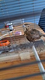Te koop  zanglijster  een vrouwtje, Dieren en Toebehoren, Vrouwelijk, Tropenvogel