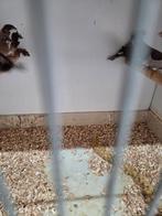 Grote japanse meeuwen en kuiven, Meerdere dieren, Tropenvogel