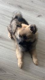 Pomeriaan, Dieren en Toebehoren, Overige rassen, 8 tot 15 weken, Teef, Eén hond